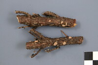 Aleurodiscus amorphus image